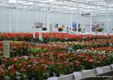 Inside the trial greenhouse of Anthura, both the Anthuriums and Phalaenopsis are on display.